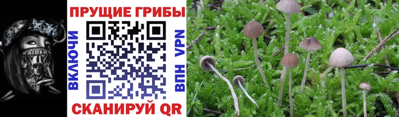 hydra tor  Бутурлиновка  Галлюциногенные грибы MAGIC MUSHROOMS 